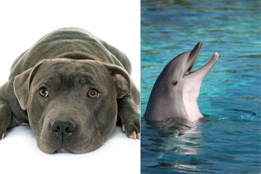 dog sounds like dolphin; dog dolphin noises; staffordshire bull terrier; funny dog videos; dog noises