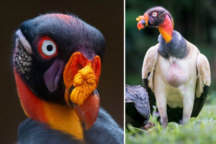 king vulture