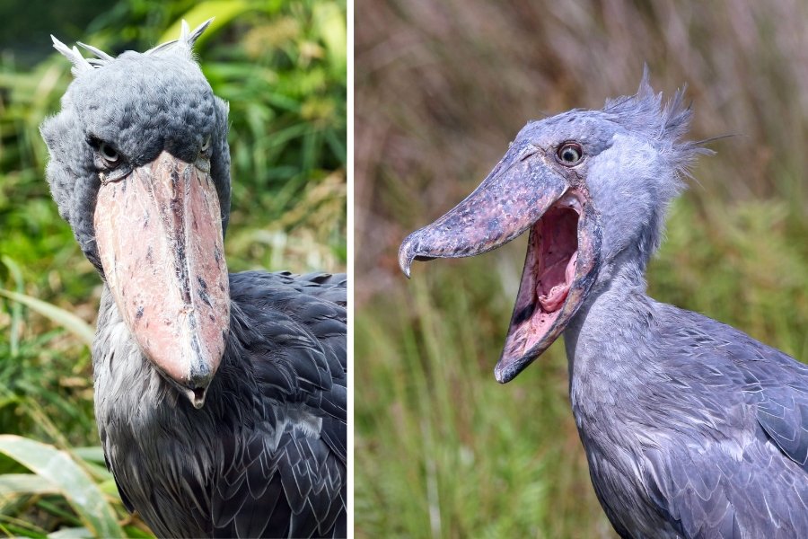 shoebill stork