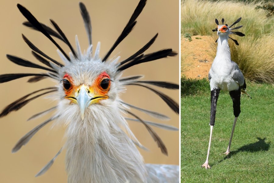 secretary bird