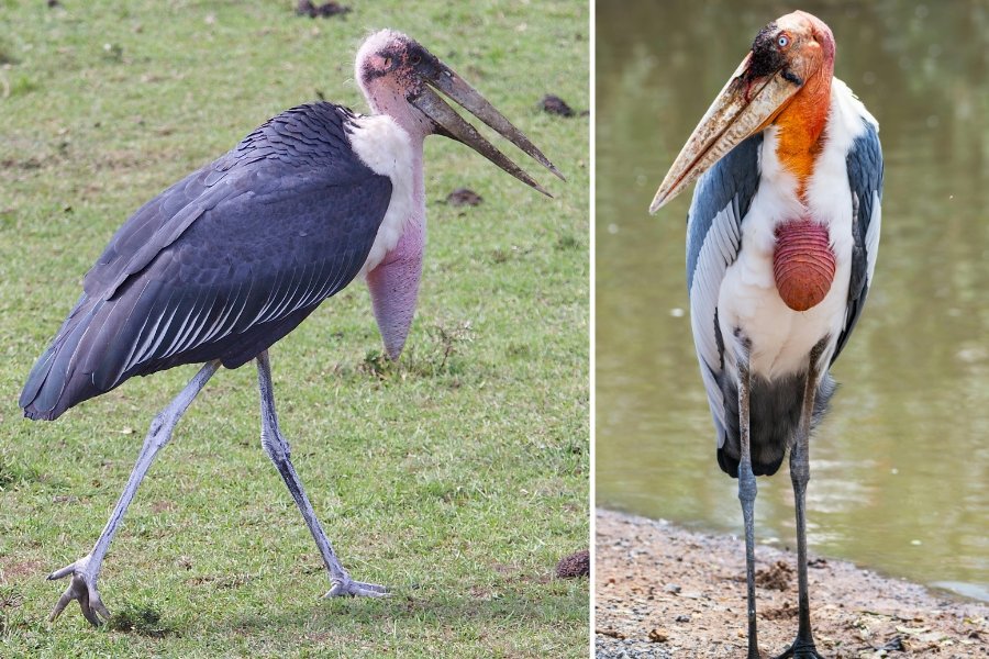 marabou stork