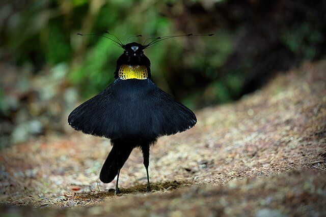 western parotia