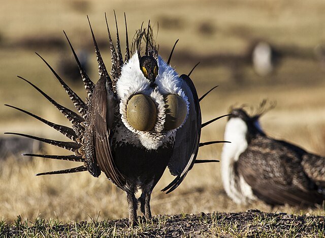 greater sage grouse