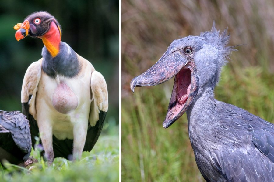 king vulture and shoebill stork