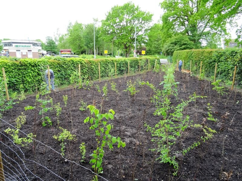 A microforest in Baumpflanzaktion Bu00f6nningstedt