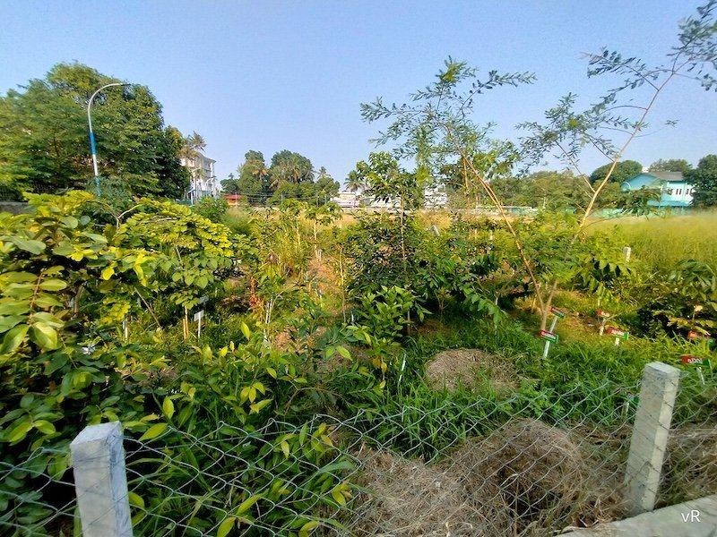 A microforest at Edappally Eranakulam