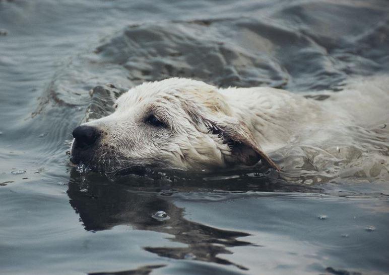 dog swimming