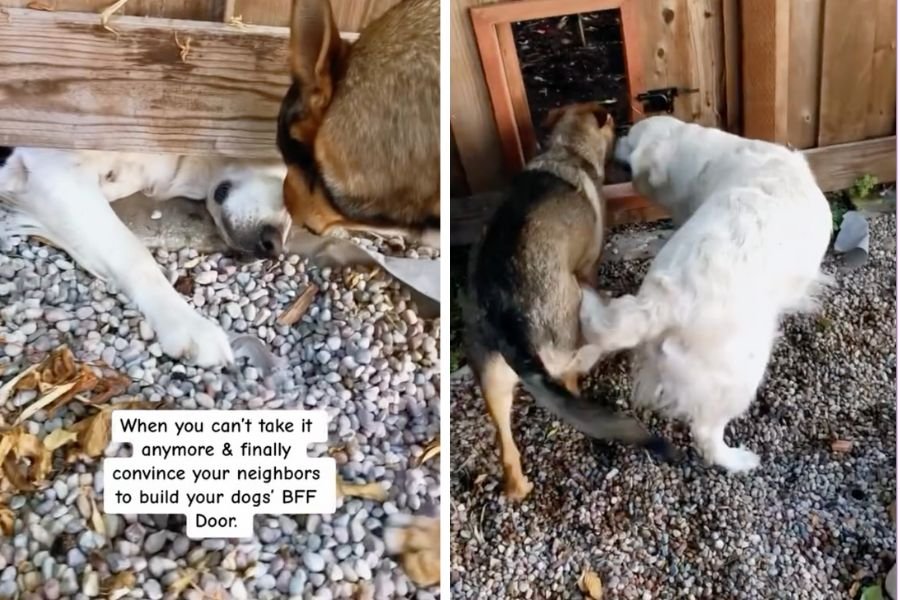 dog playdates; dog videos; funny dog videos; tiny door in fence; small fence door; dog best friends