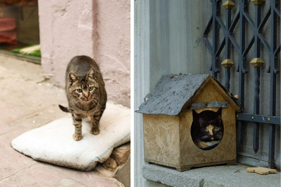 stray cat; stray cat house; stray cat village; rescue cats; cat distribution system