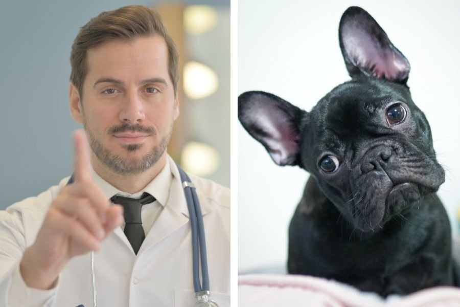 vet near me, list of icks, pets, pet parents, breeders