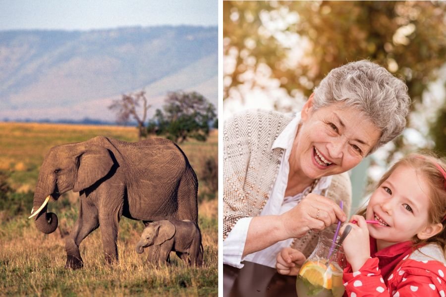 menopause; grandmother hypothesis; menstrual cycle; puberty; reproductive years; elephants; whales; chimpanzees
