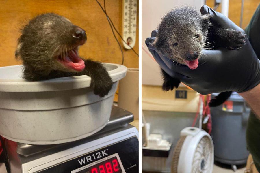 baby bintlets on scale, held in someone's arms