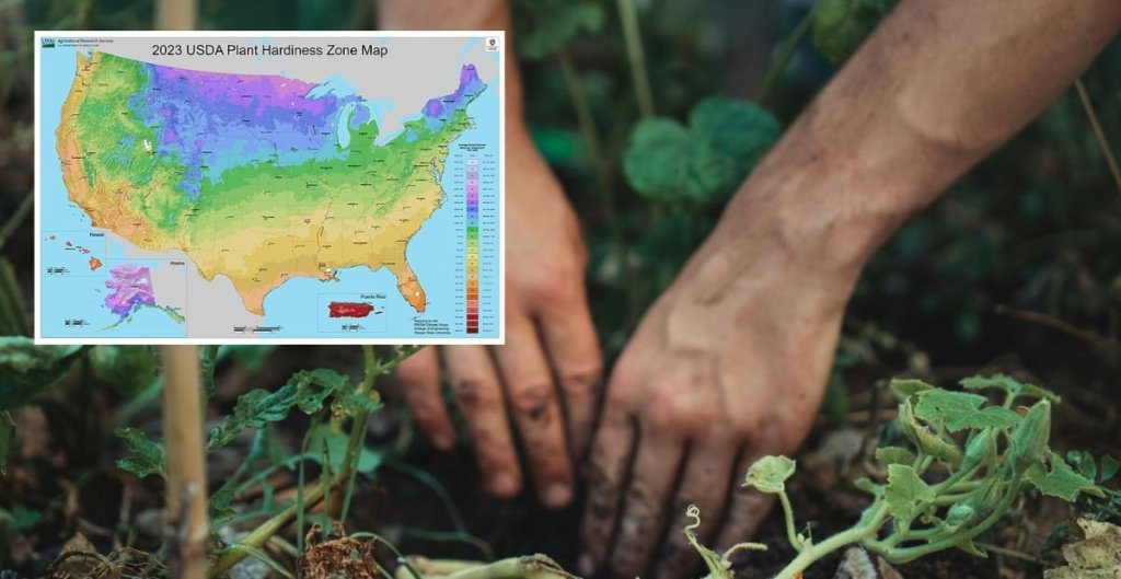 hands digging in a garden overlayed with plant hardiness zone map for 2023