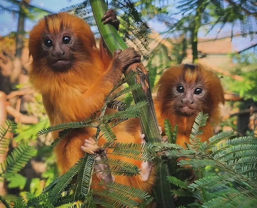 Golden lion tamarin primates