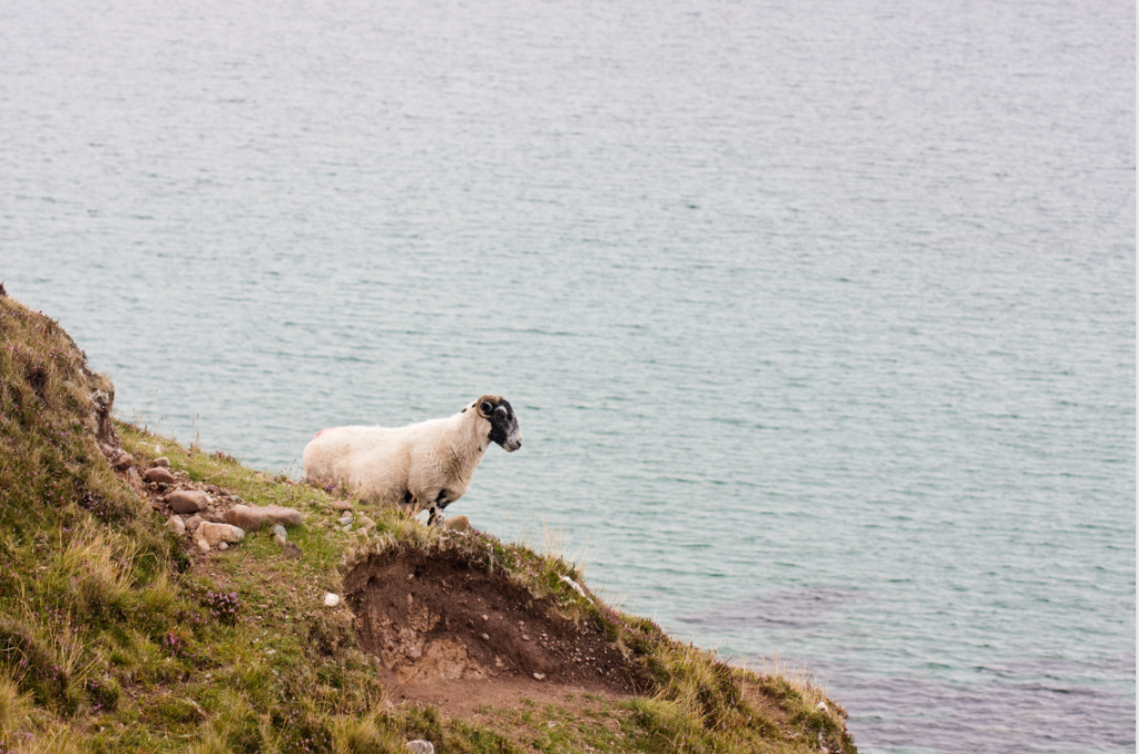 lone sheep on a hill overlooking the sea