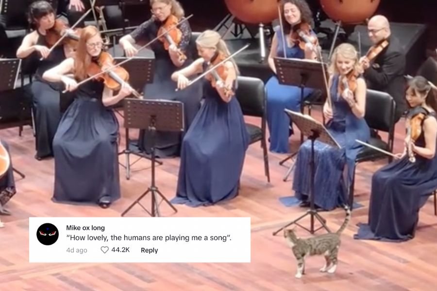 an orchestra playing on stage beside a small tabby cat with comment overlay that reads, "How lovely, the humans are playing me a song."
