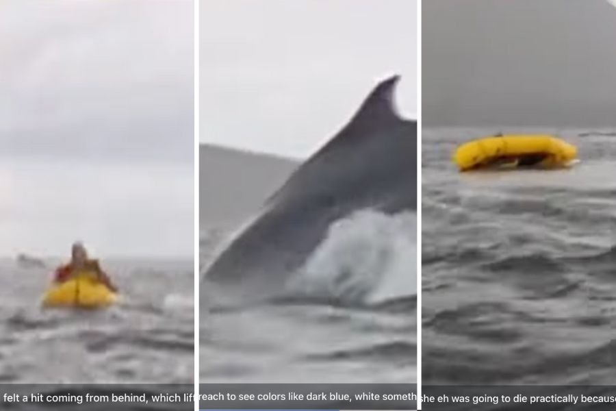 whale; swallowed by whale; Chile; humpback whale; whale swallows man; humpback whale size