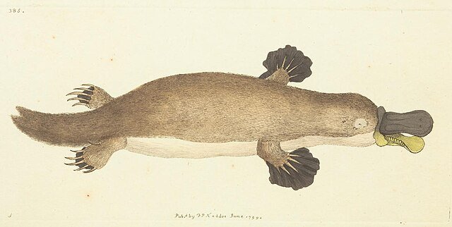 drawing of a platypus