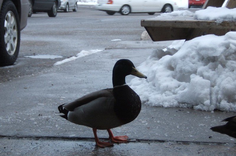 a black duck on a snowy sidewalk 