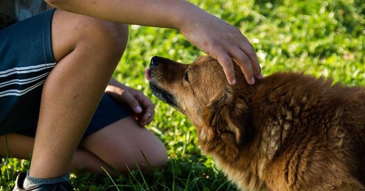 Research shows why you should always pet your dog before leaving the house
