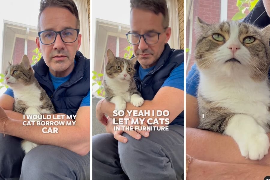 matt mcglasson, cat tips, cat video, vet for cats