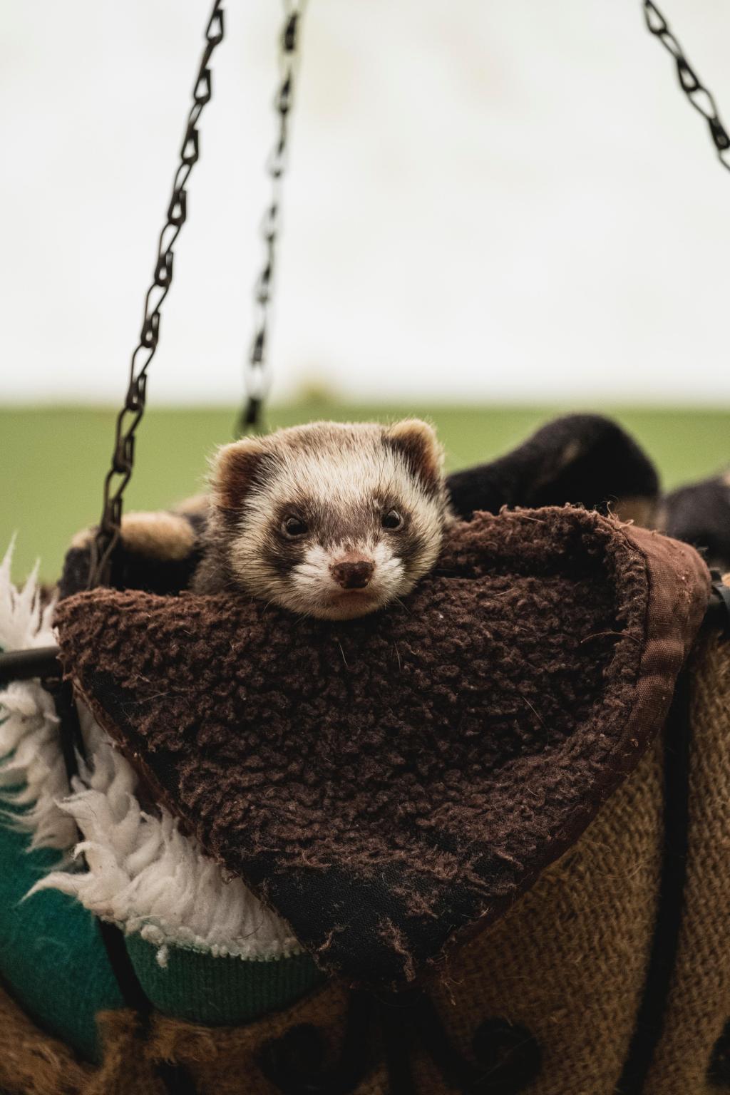 a ferret