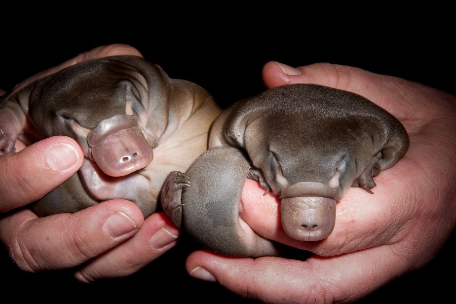 two baby platypus
