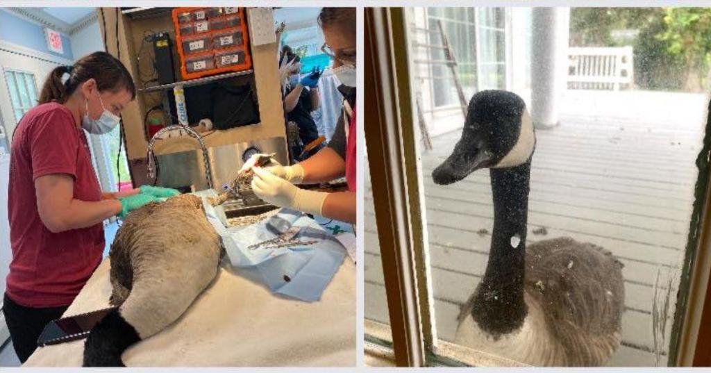 a goose being worked on by veterinarians; a goose standing outside of a door