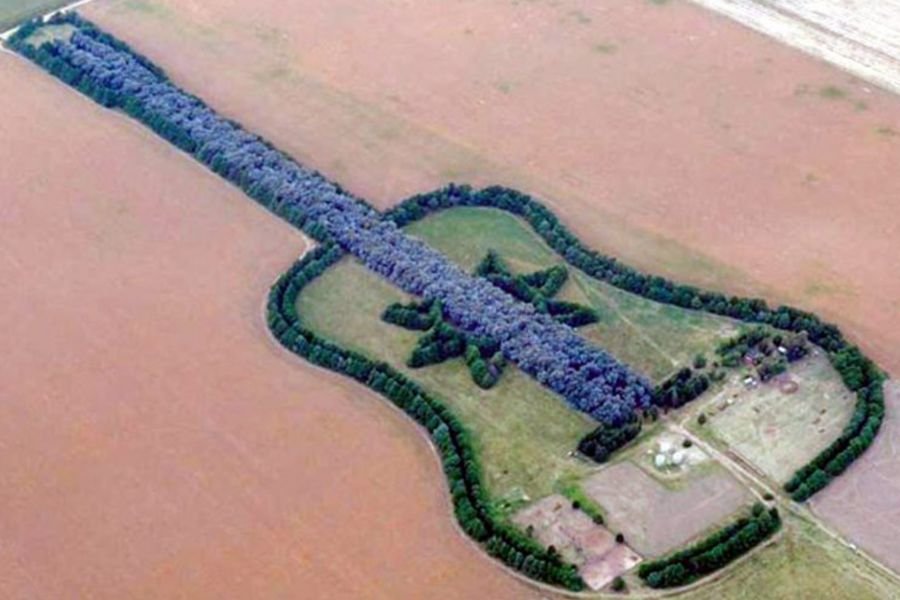 guitar forest