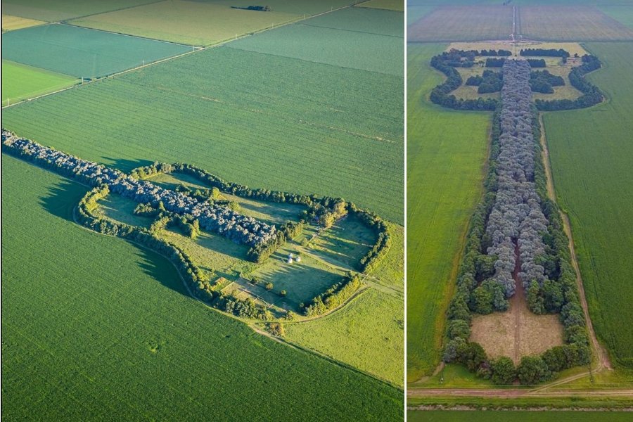 forest of trees shaped like a guitar in the middle of farmland