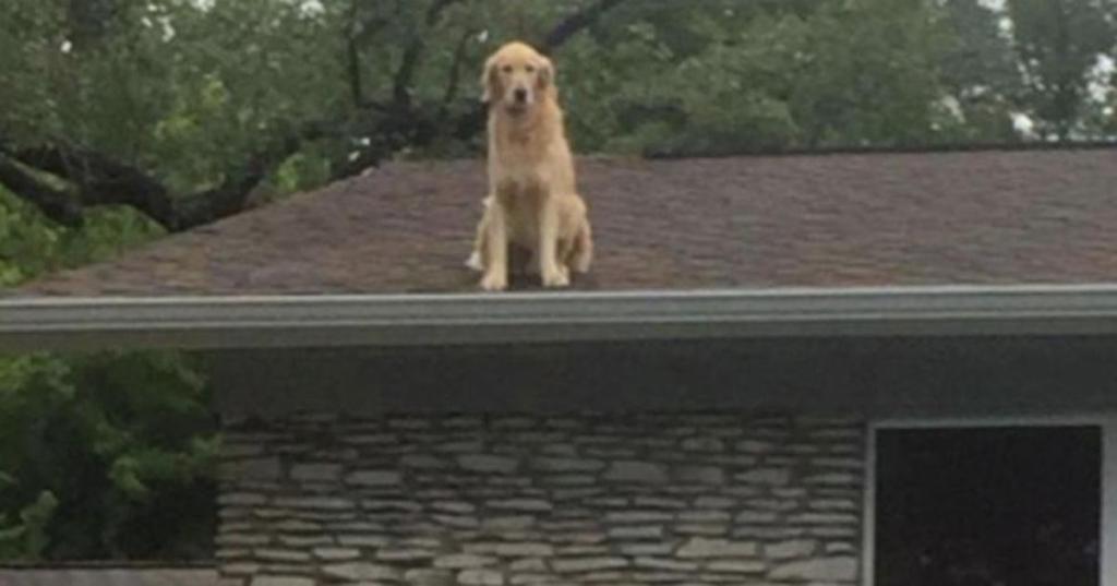 Golden retriever dog sitting on roof of house