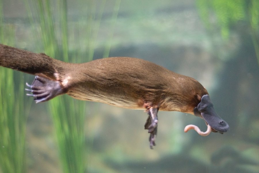 platypus underwater