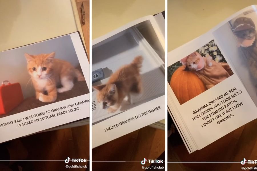 screenshots of a book documenting an orange kitten