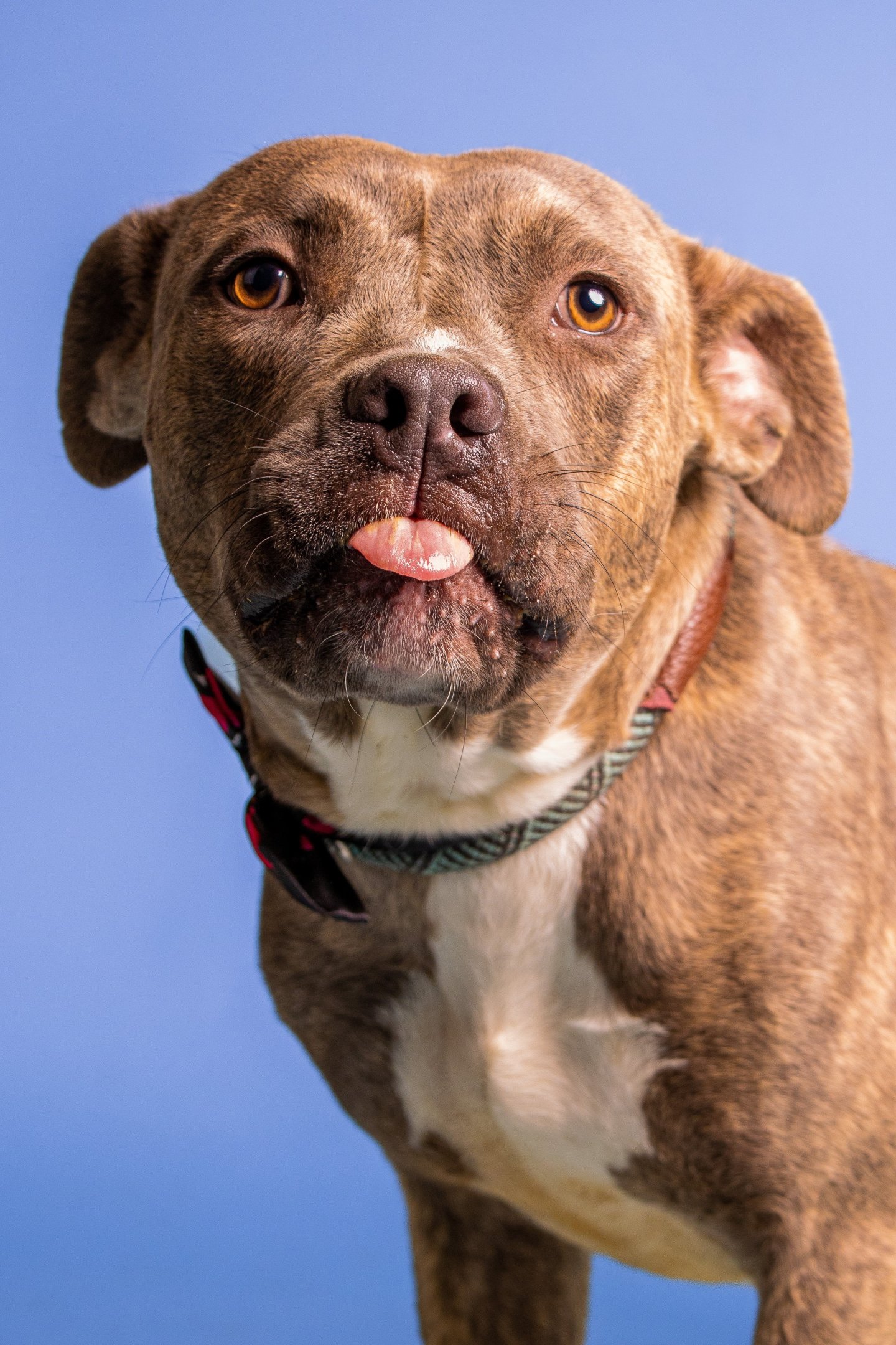 funny dog videos; the dodo; pit bulls; pibbles; dog videos