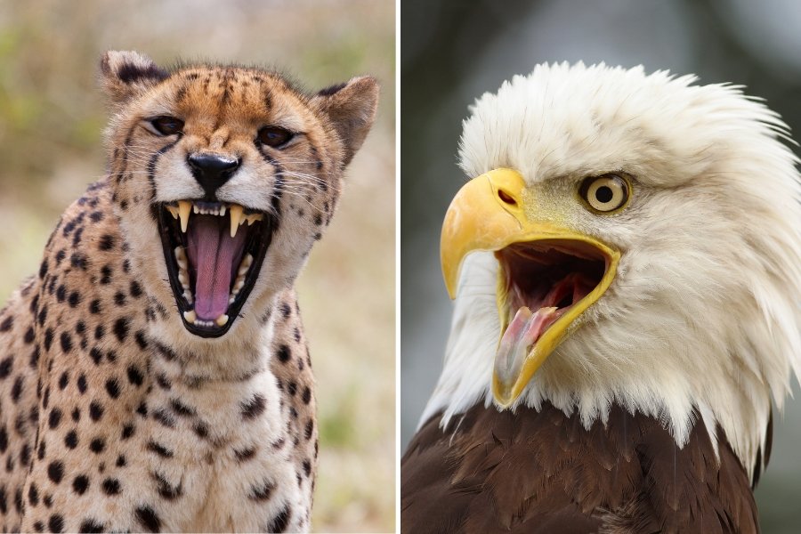 cheetah, bald eagle