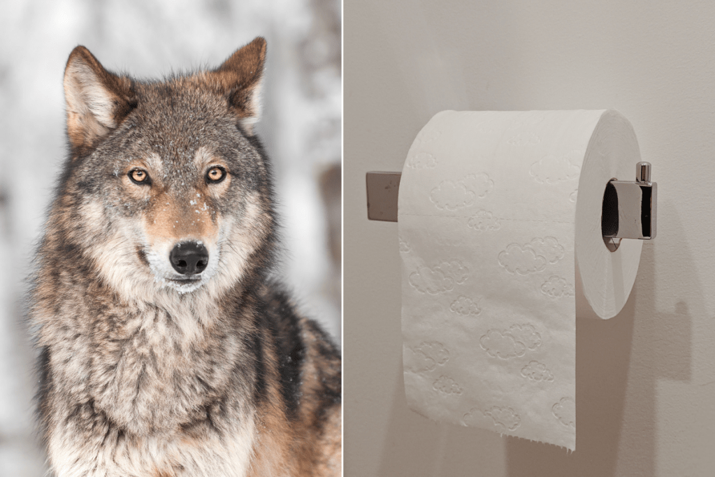 alpha male, wolf, leader, alpha, toilet paper, tips