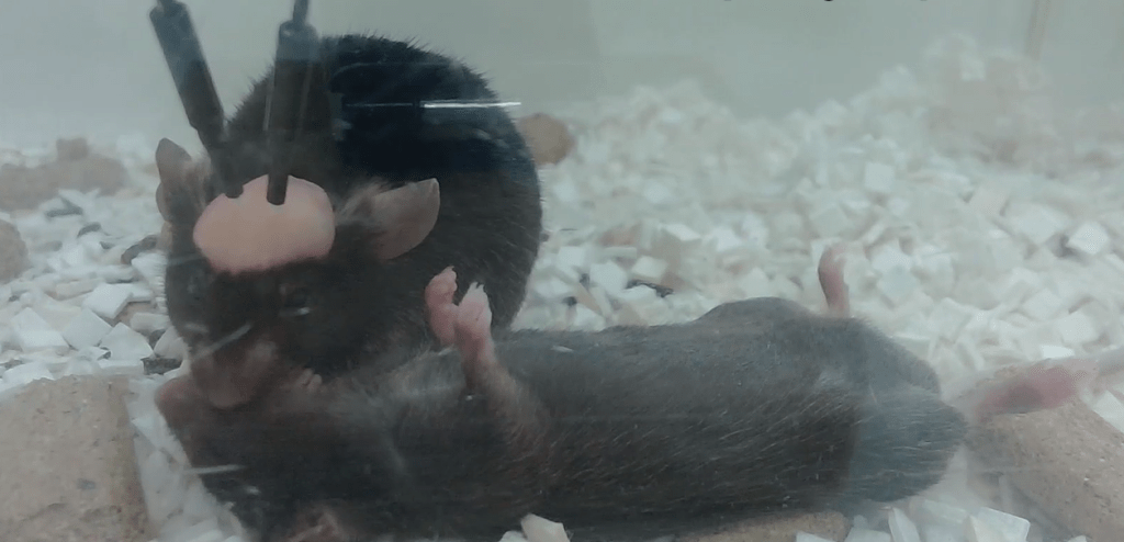 mouse performing CPR