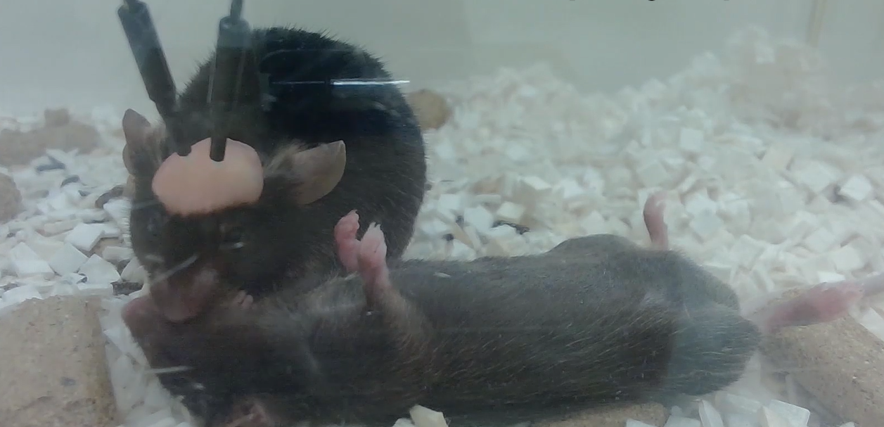 mouse performing CPR