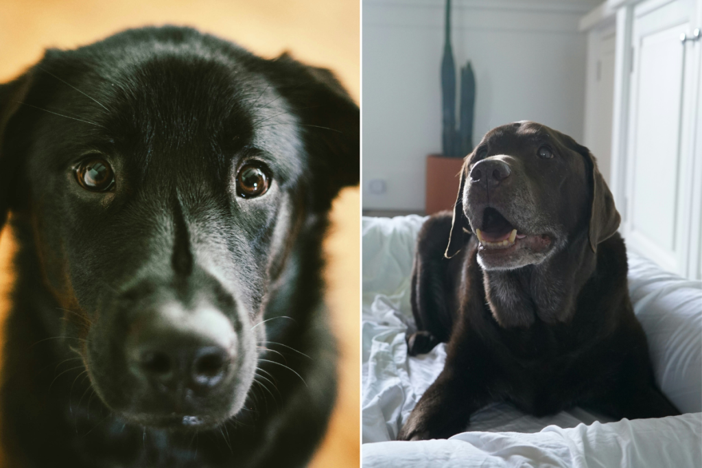 two pictures of a black Labrador dog