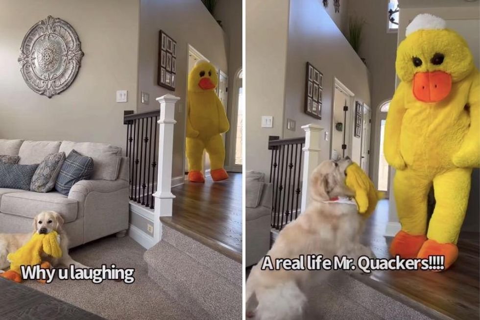 Mr. Quackers, dogs, costumes, pets, animals, joy