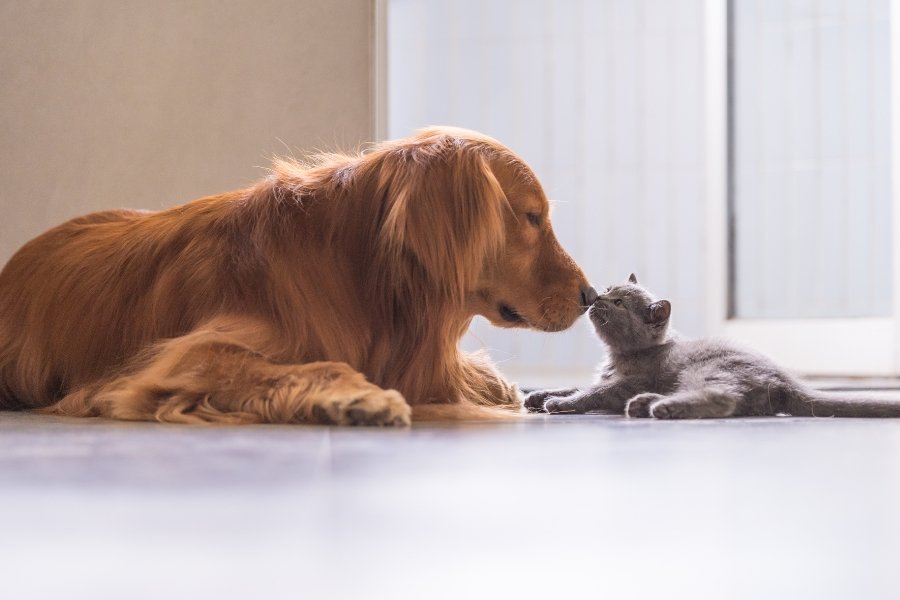 golden retriever and kitten touching noses