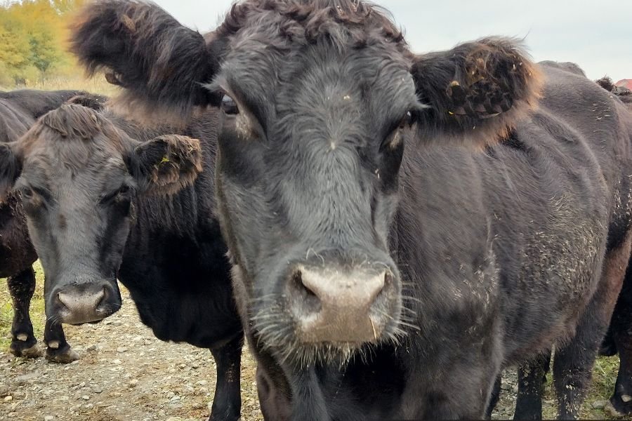 a herd of black cows