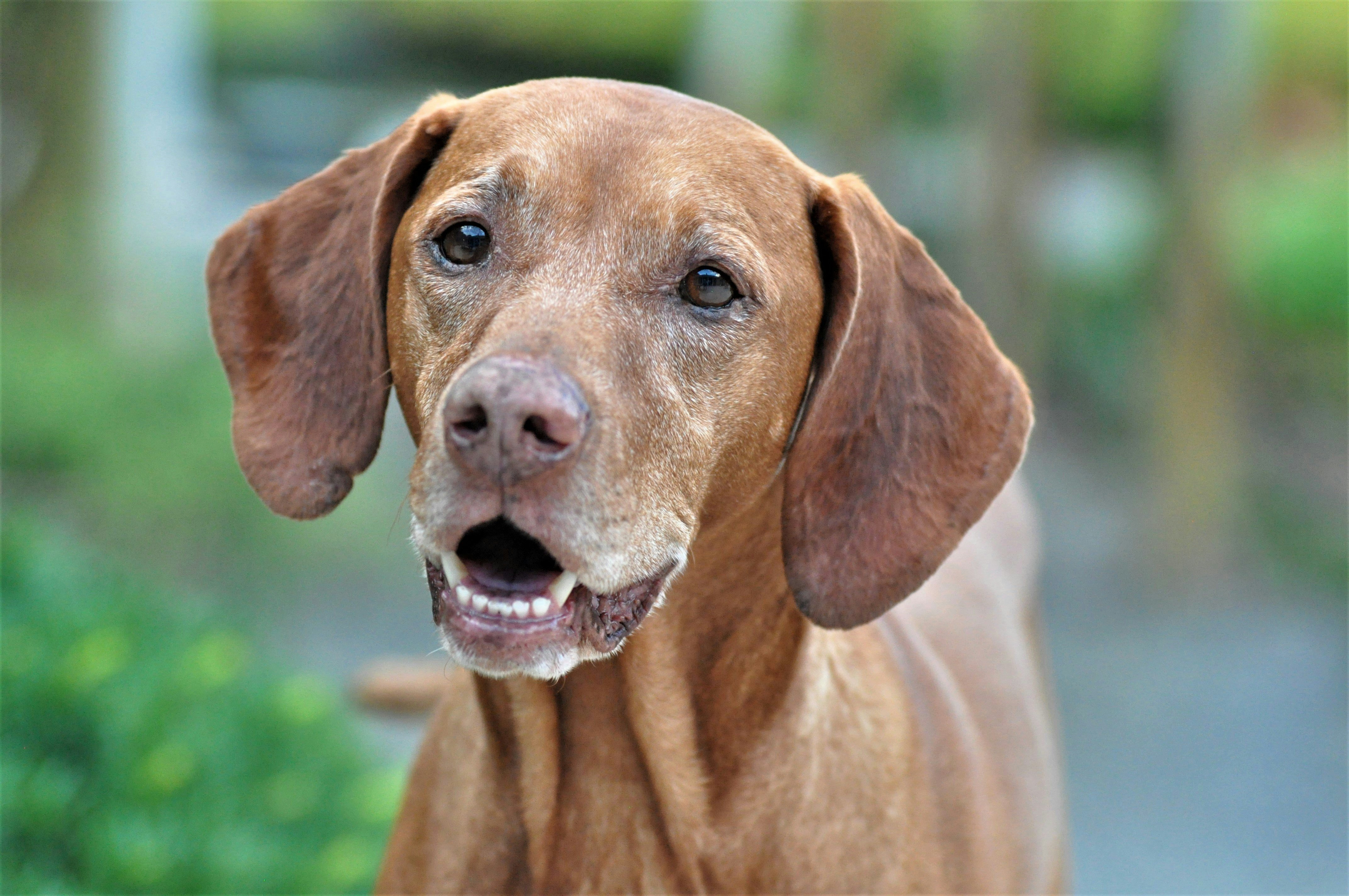 Vizsla, dog rescue, animal shelter, animal rescue 