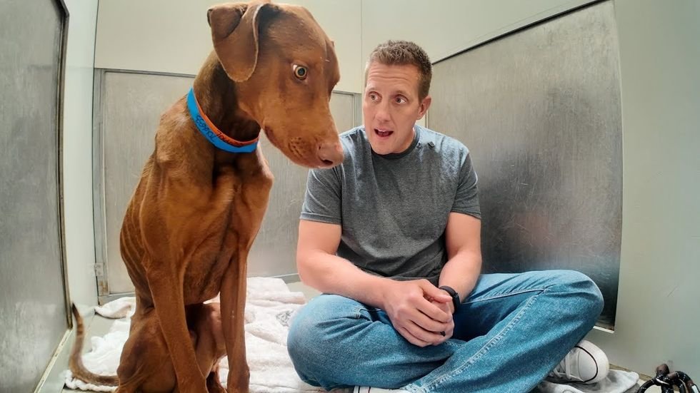 Terrified, emaciated dog comes to life as volunteer sits with him for human connection