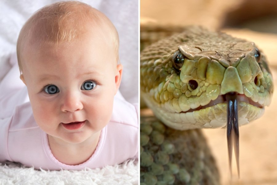 baby and snake