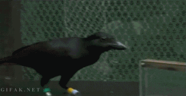 crows, crow behavior, tasks, intelligence, smart animals