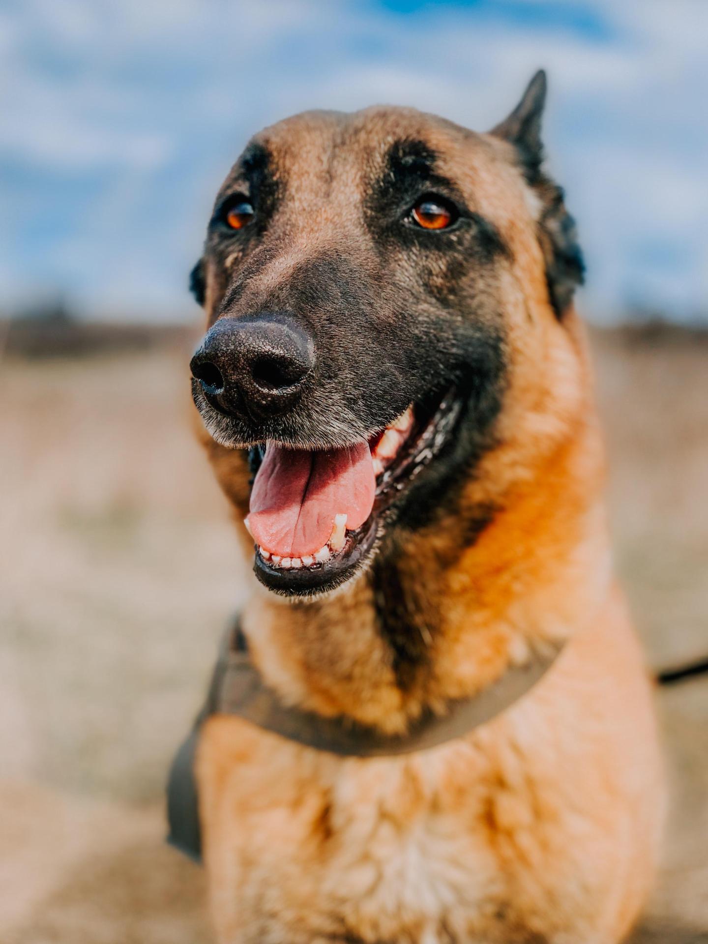 eva dog, eva dog mountain lion, dog saves owner from mountain lion