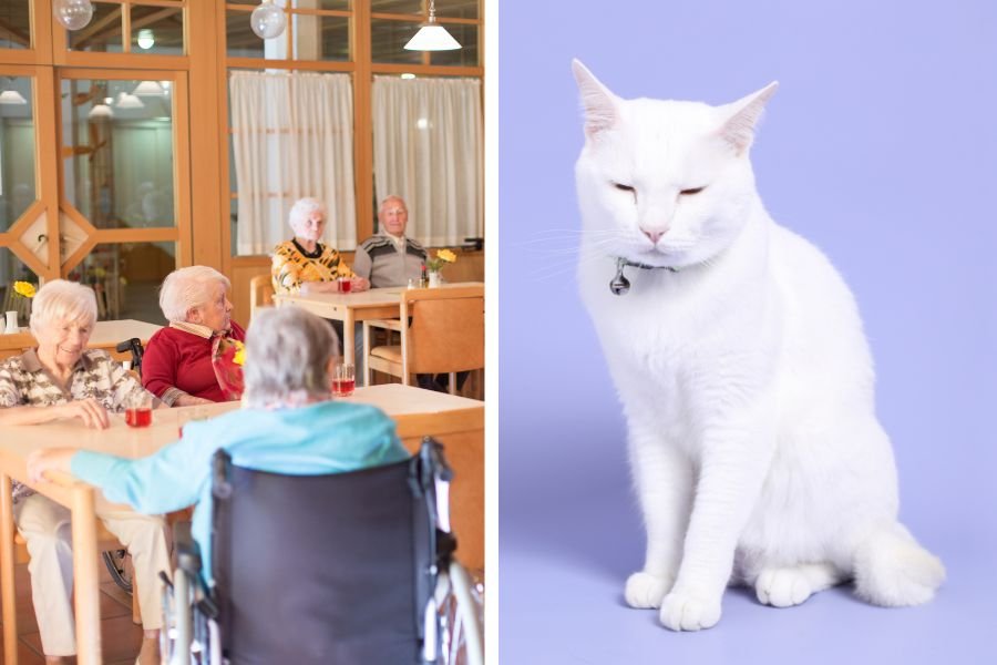 animal rescue; animal adoption; shelter cat; depressed cat; nursing home cat