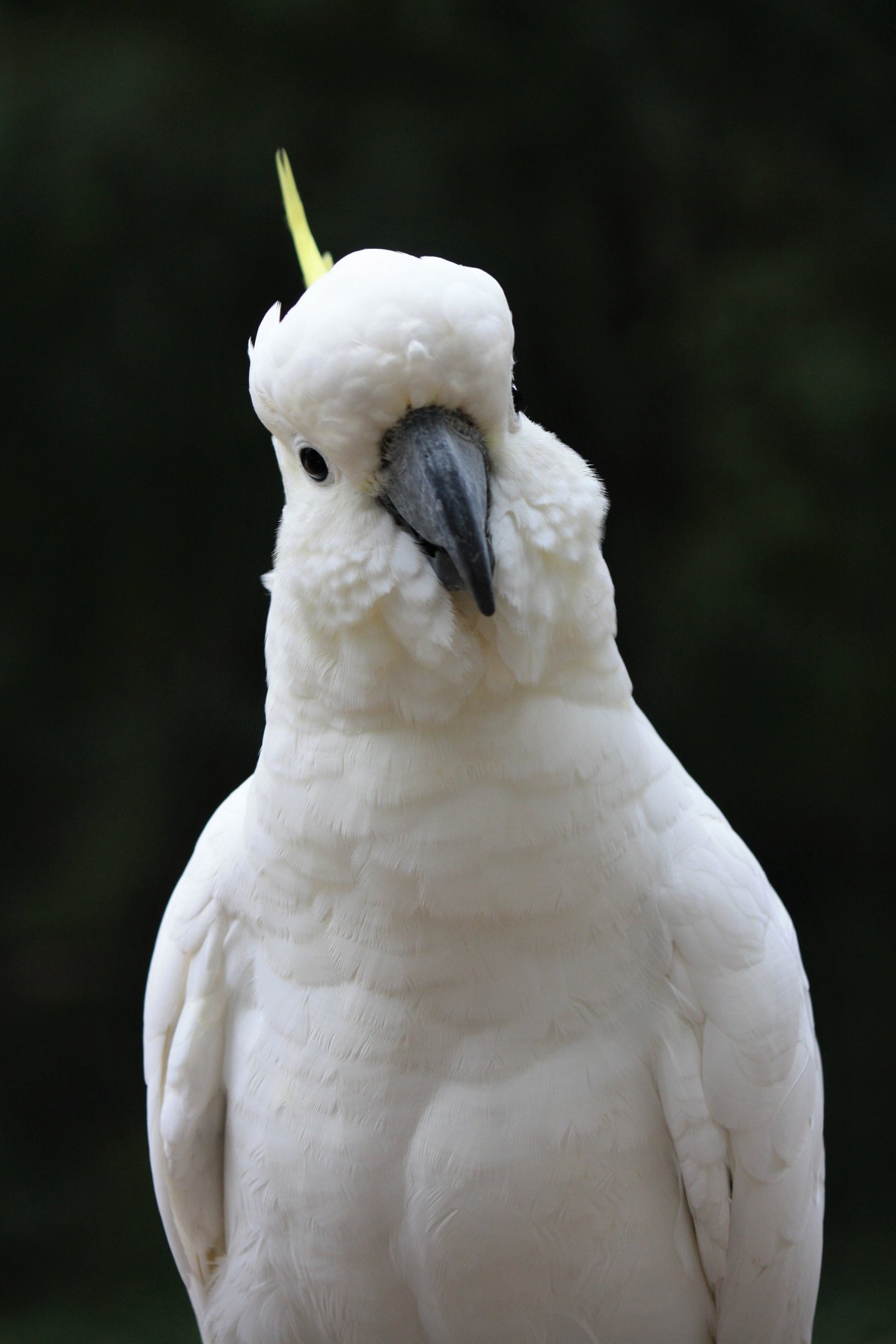 Cockatoo; The Dodo; bird evil laugh; funny pet videos