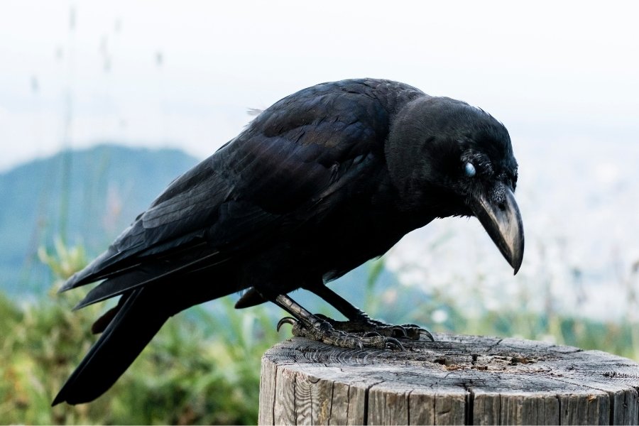 crow, corvid, crow intelligence, birds, mark rober
